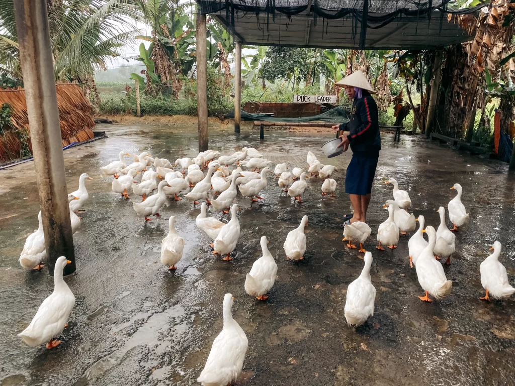 Ducks Being Fed at the Duck Stop