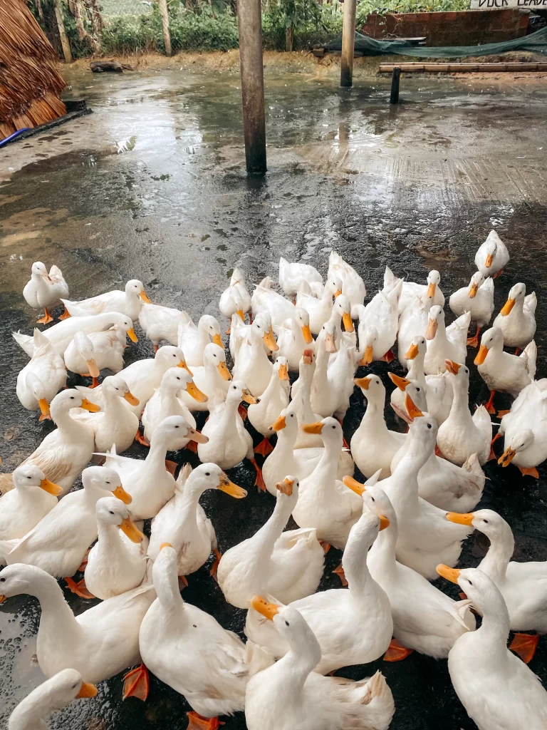 Ducks at The Duck Stop